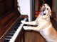 Top 10 Talented Dogs Videos