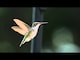 Animals In Super Slow Motion Videos