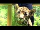 Cute Twin Jaguar Cubs Born in Mexico Videos