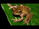 Rare Frog Is Saved From Extinction Videos