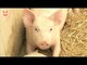 Pigs listening to Mozart Videos