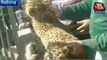 Tiger Cubs Enter Uttarakhand School Videos