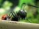 Minuscule Valley of the Lost Ants Trailer Videos