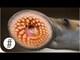 Parasites In Numbers Videos