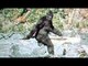 Bigfoot In Numbers Videos