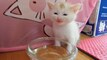 29 Cute Kitten Videos Compilation 2016 Videos