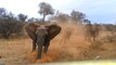 Animal Attacks Caught on Camera from the JukinVideo Vault Videos
