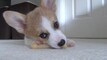 Swipe Right Pets Video Compilation 2017 Videos