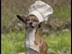 Dogs Experience the Wild Outdoors for the First Time Videos