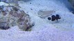Fishes Spit Sand Videos