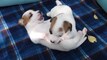 All The Puppies | Cute Dog Video Compilation 2017 Videos