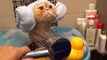 Shower Pets Videos