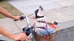Hipster Pets Videos