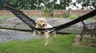 Staycation Pets Videos