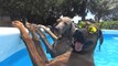 Hottest Dogs Videos