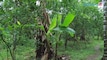 Lime 1 Videos