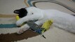 Nice pets Videos