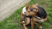 Rabbit and dog Videos