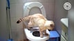 Toilet Humor With Cats Videos