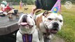 Falling Pets Videos