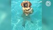 Standing Pets Videos