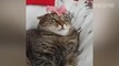 Cat Pranks Videos