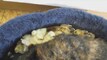 Chicks Snuggle Behind Cat! Videos