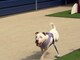1 Million Dog Meals Needed! Videos
