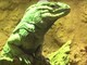 Reptiles Face Extinction Videos