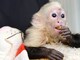 Justin Bieber Loses Pet Monkey Videos