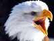 America's Greatest Animals: Bald Eagle Videos