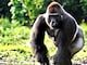 Awesome Gorilla Facts Videos