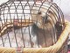 Celebrity Pets Videos