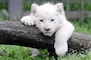White Lion Cubs Born At Belgrade Zoo Videos