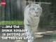 Festive Pets Compilation Videos