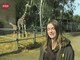 Giraffe Gives Birth To 10th Calf Videos