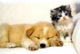 Dog Adopts Kittens Videos