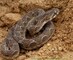 Viper Has 35 Babies Videos