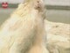 Big Fat Pets Videos