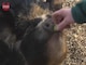 Big Fat Pigs...On A Diet Videos