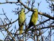 Parrot Dating Agency Is Open For Business Videos